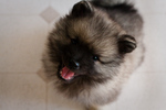 Funny Keeshond dog