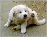 Funny Kuvasz puppy