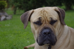 Funny looking Boerboel