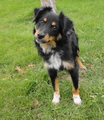 Funny Miniature Australian Shepherd