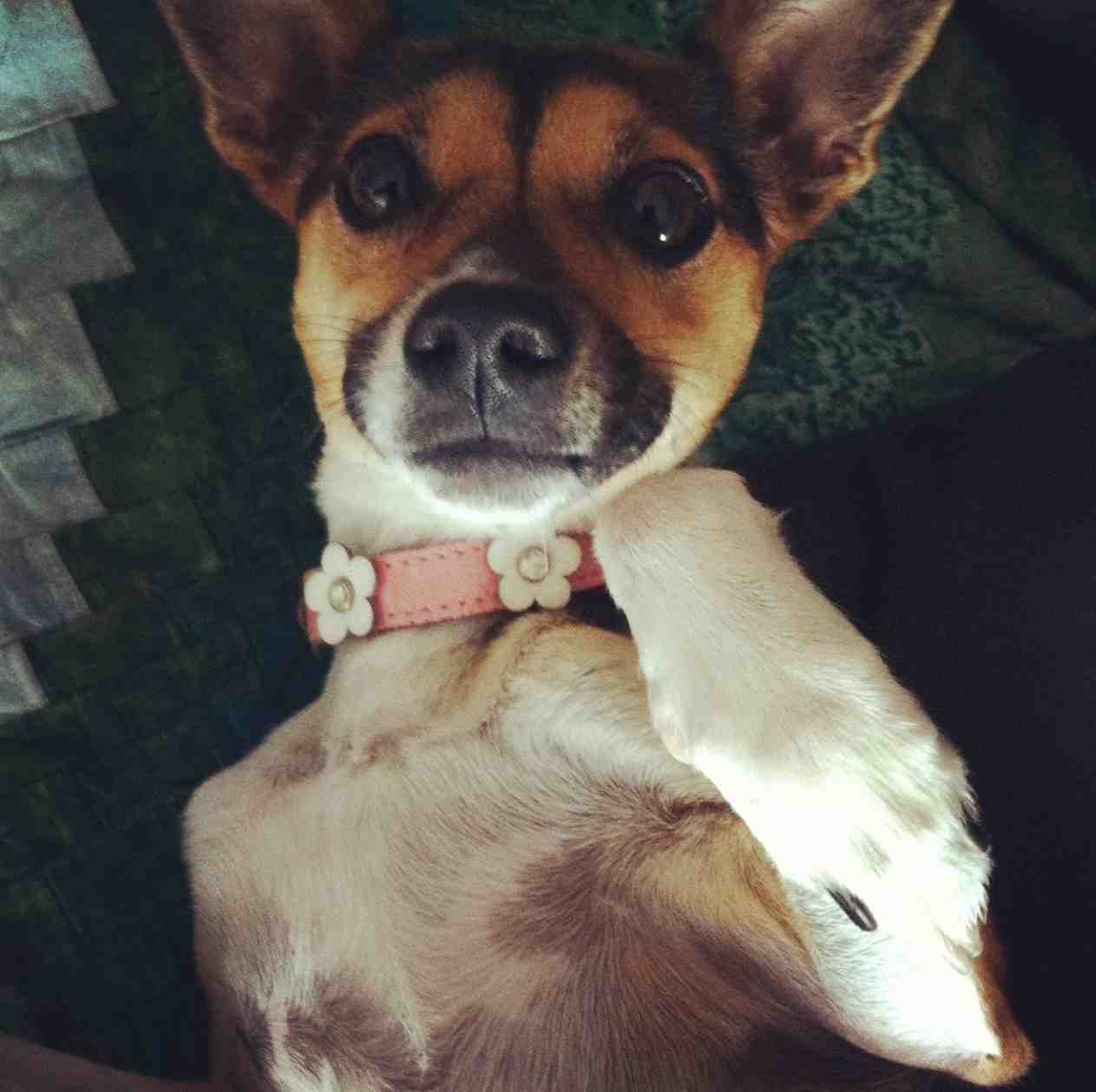 Funny Miniature Fox Terrier dog  wallpaper