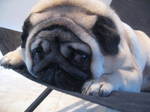  Funny Pug dog