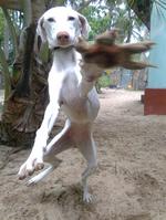 Funny Rajapalayam dog