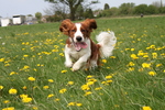 Funny running Welsh Springer Spaniel