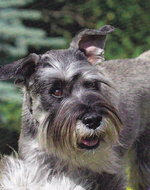 Funny Schnauzer, Standard dog face