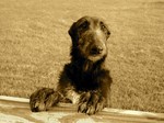 Funny Scottish Deerhound dog 