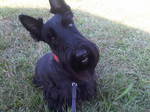 Funny Scottish Terrier dog face