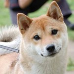 Funny Shiba Inu dog 