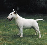 Funny small Bull and Terrier puppy