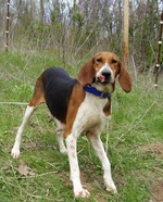 Funny Treeing Walker Coonhound dog