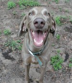 Funny Weimaraner dog