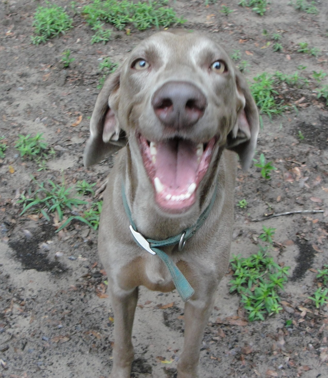 funny weimaraner