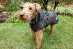 Funny Welsh Terrier