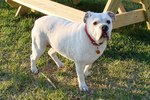 Funny White English Bulldog