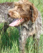 Funny Wirehaired Pointing Griffon dog
