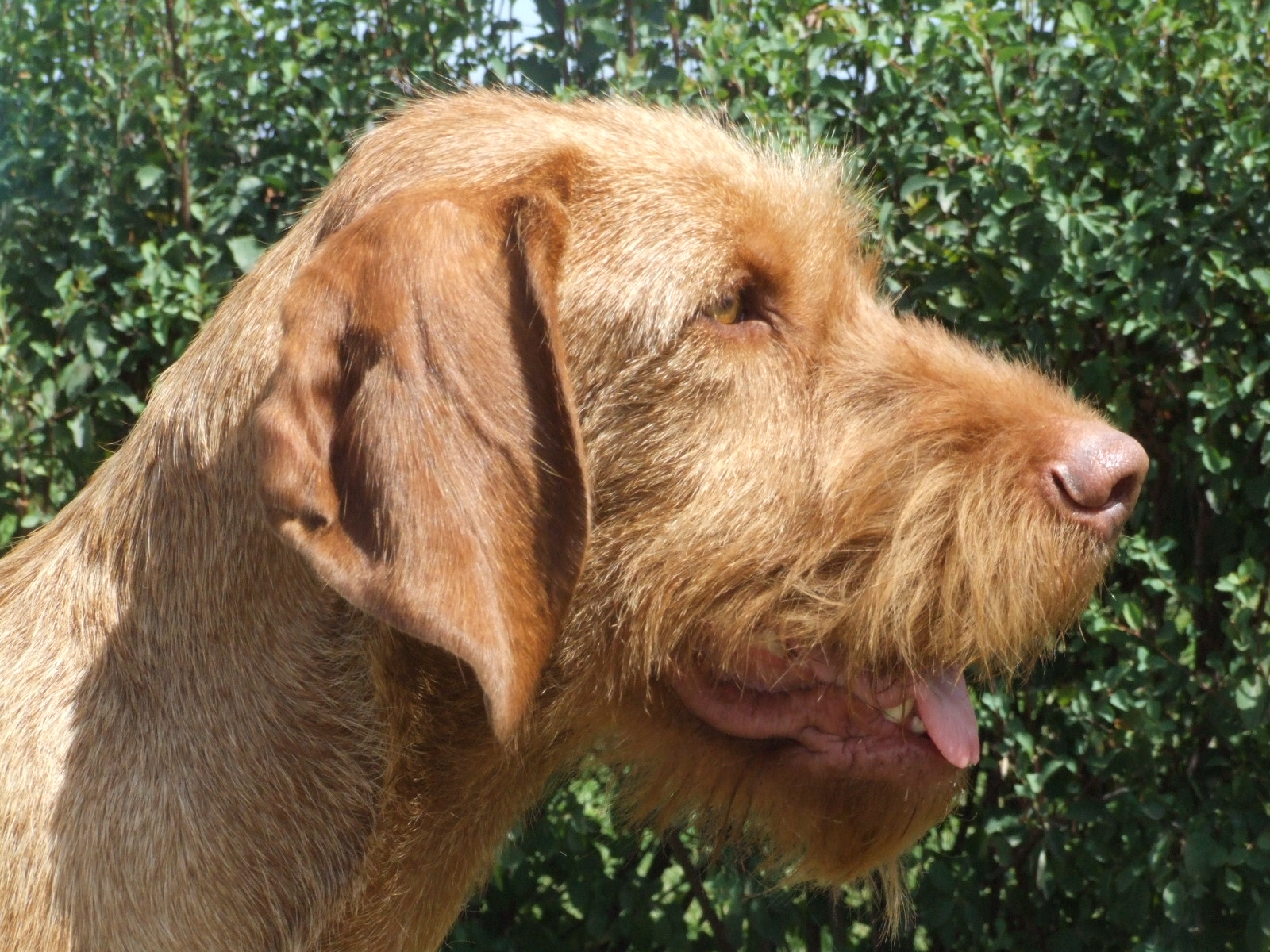 Funny Wirehaired Vizsla dog face wallpaper