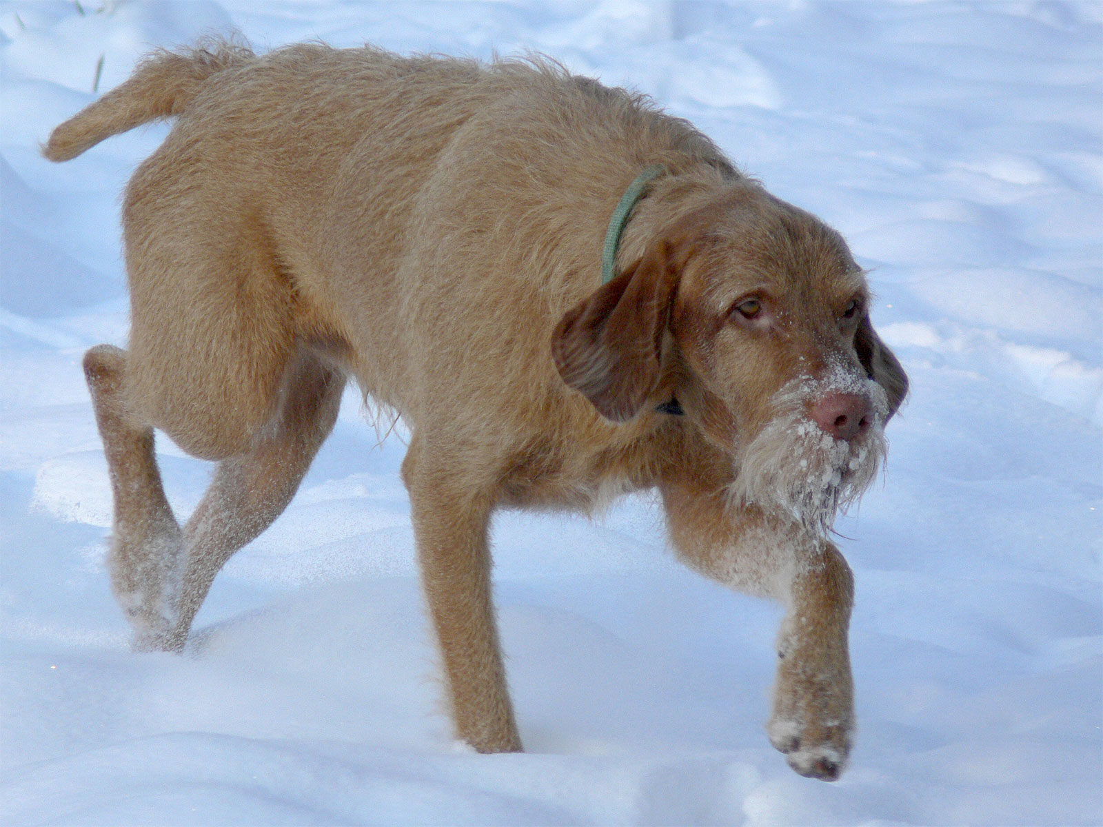 Funny Wirehaired Vizsla dog on the snow wallpaper