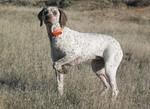 Funny Braque du Puy dog
