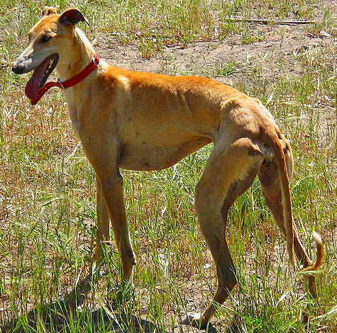 Galgo Español wallpaper