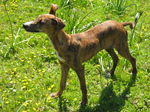 Galgo Español dog for a walk