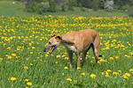 Galgo Español dog in flowers