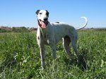 Galgo Español dog on the grass