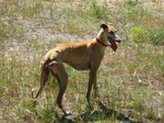 Galgo Español dog side view