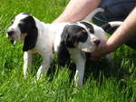 Gascon Saintongeois puppies