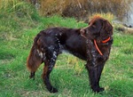 German Longhaired Pointer dog side view