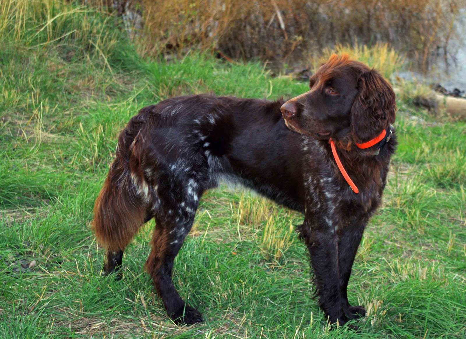 German Longhaired Pointer dog side view wallpaper