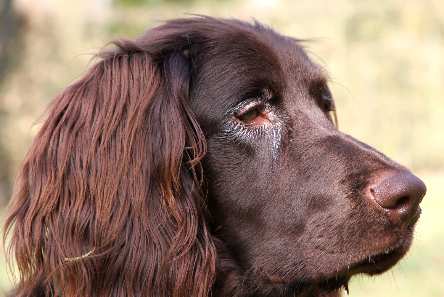 German Longhaired Pointer wallpaper