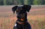 German Pinscher dog in the field