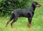 German Pinscher dog on the grass