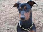 German Pinscher dog