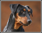 German Pinscher dog portrait