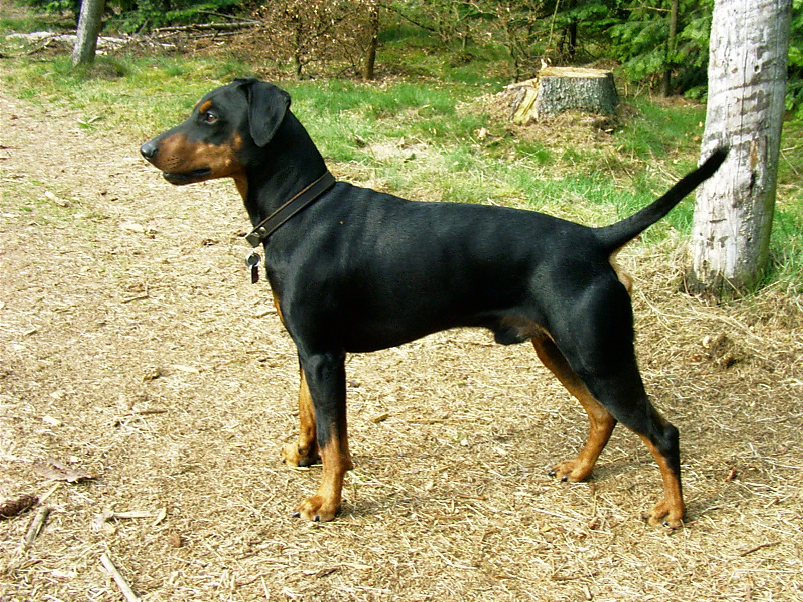 German Pinscher wallpaper