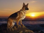 German Shepherd dog at sunset