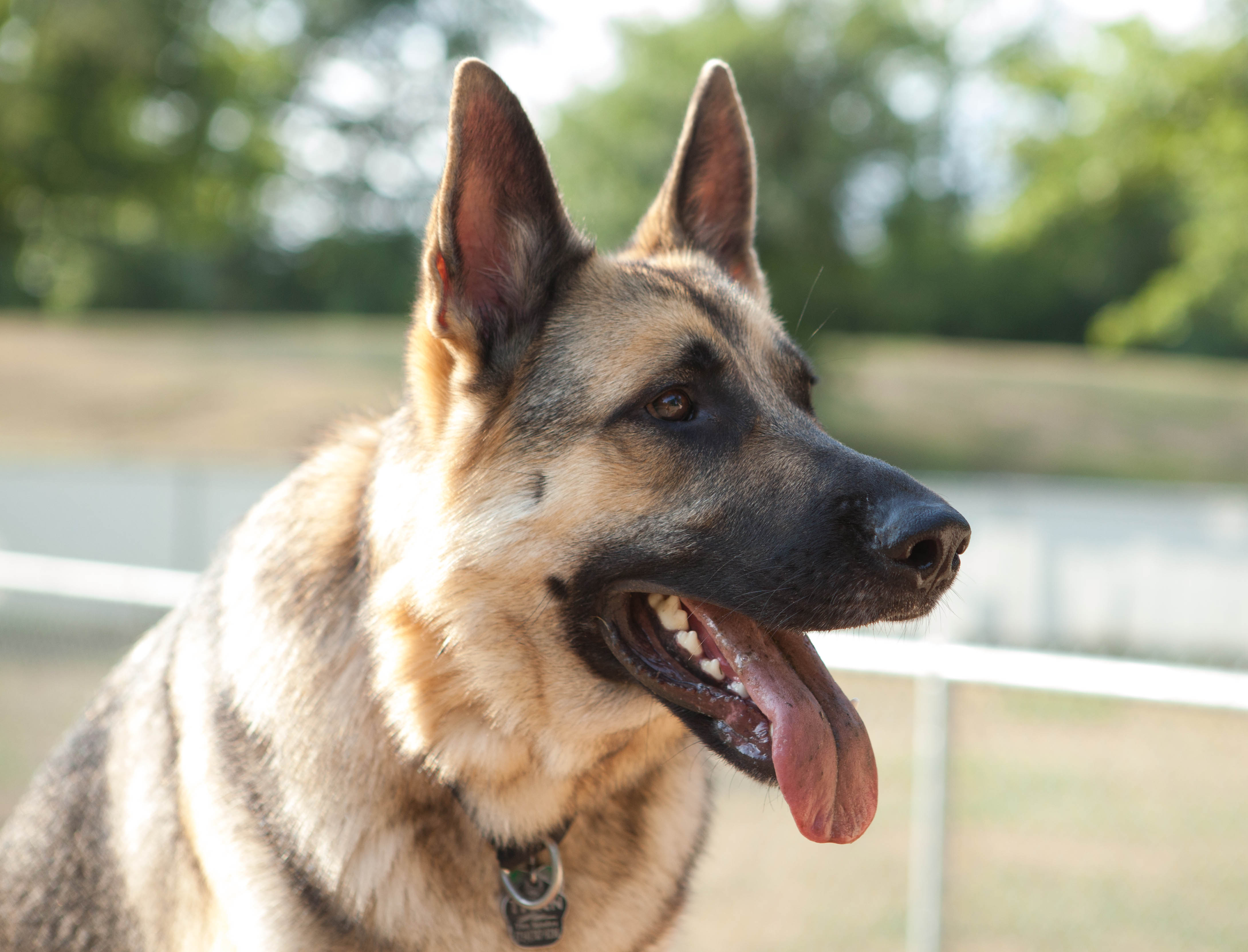 German Shepherd Dog Face Photo And Wallpaper Beautiful German Shepherd