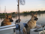 German Shepherd dogs in the pleasure boat