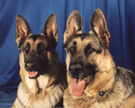 German Shepherd dogs