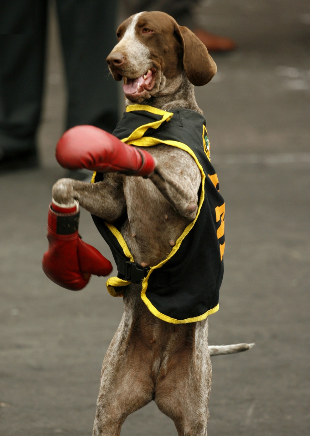 German Shorthaired Pointer Boxing Day фото