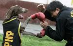 German Shorthaired Pointer boxing