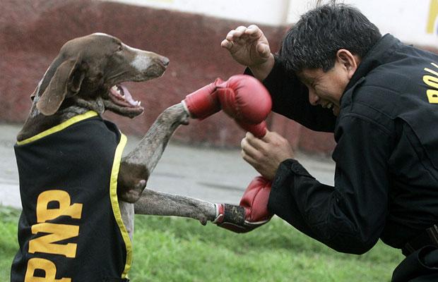 German Shorthaired Pointer boxing фото