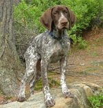 German Shorthaired Pointer dog near a tree