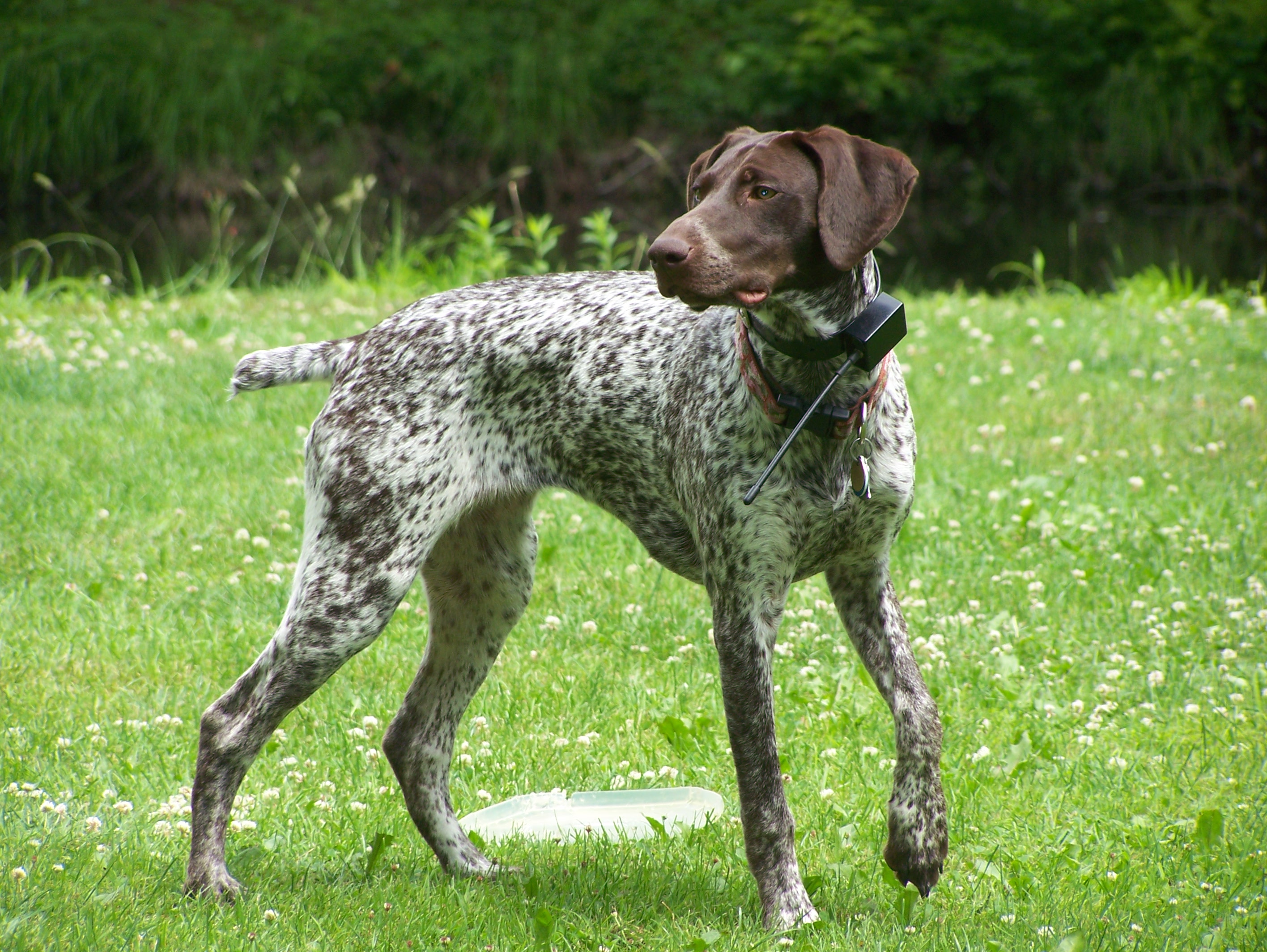 German Shorthaired Pointer dog on the lawn wallpaper