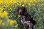 German Shorthaired Pointer in flowers