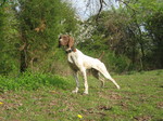 German Shorthaired Pointer in the forest