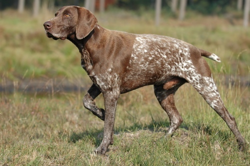 German Shorthaired Pointer wallpaper