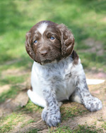 German Shorthaired Pointer puppy 