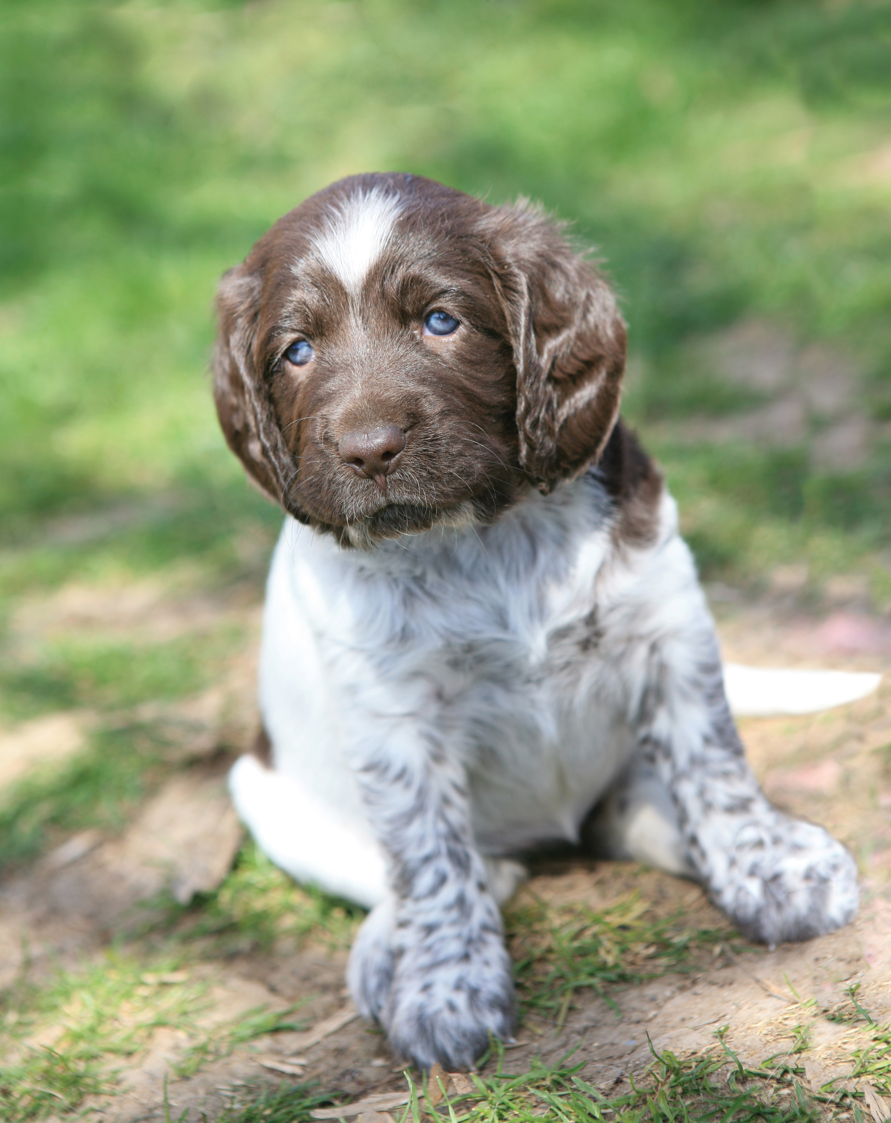 German Shorthaired Pointer Puppy Photo And Wallpaper Beautiful